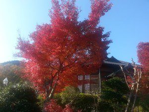 Small Group Tours to Japan