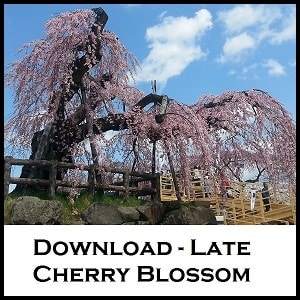 Cherry blossom Hirosaki