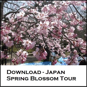 Cherry blossom Kyoto