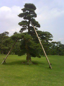 Sculptured tree at the Imperial Palace, Tokyo