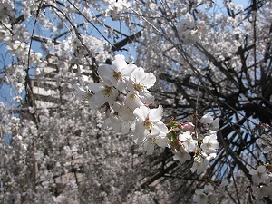 Cherry Blossom