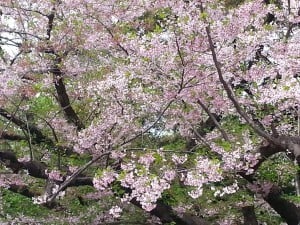 Ogawara cherry blossom