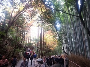 Bamboo at Arashiyama, Kyoto