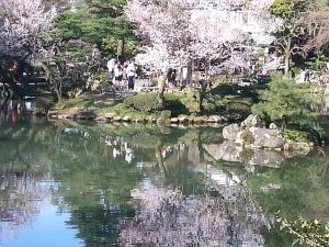 Kanazawa cherry blossom