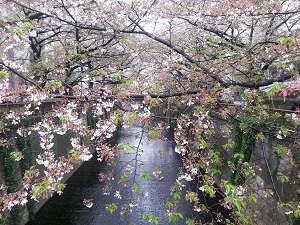 cherry blossom in leaf