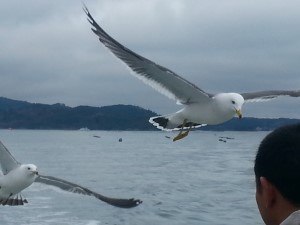seagull from boat