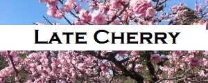 Cherry blossom Ogawara